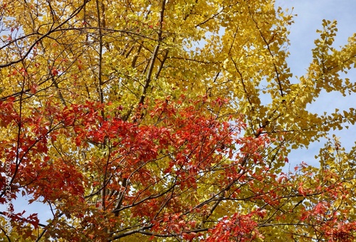 Wallpaper Mural 紅葉 Torontodigital.ca