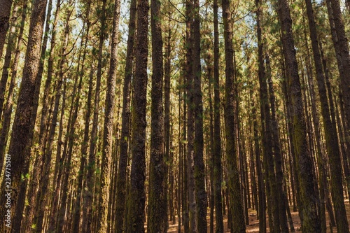 pine trees in forest La Esperanza