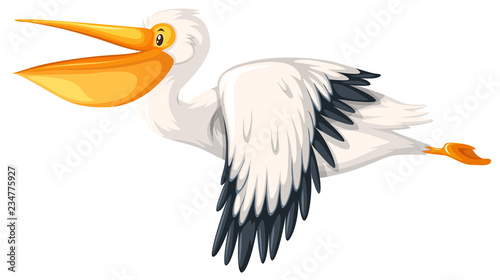 A pelican flying on white background