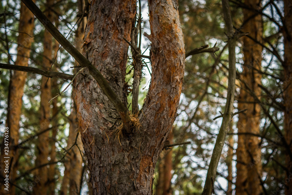 Obraz premium curve pine.
