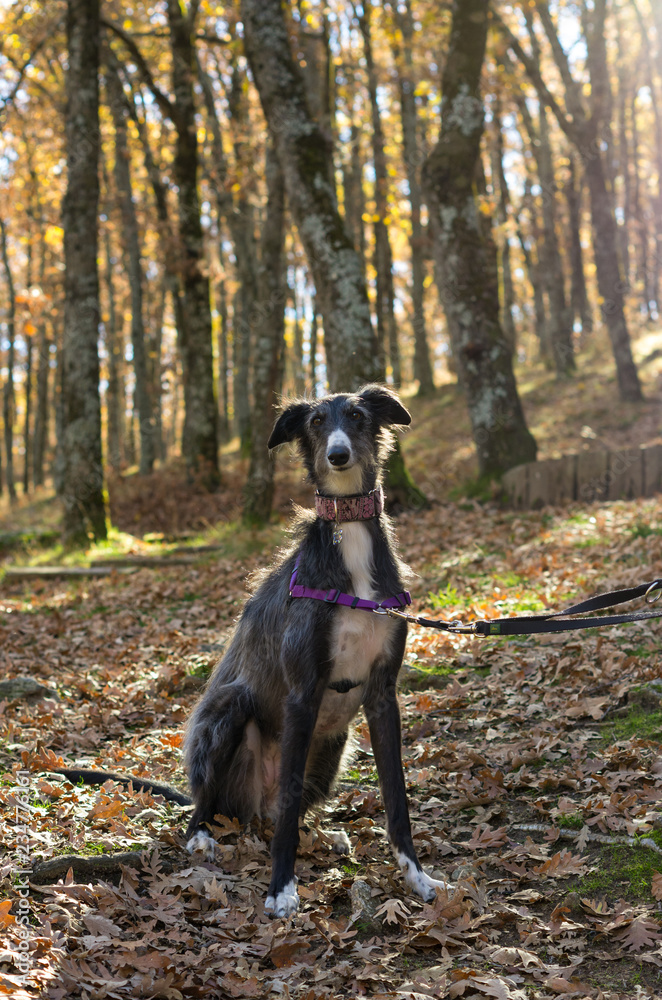 silken greyhound in the forest in autumn