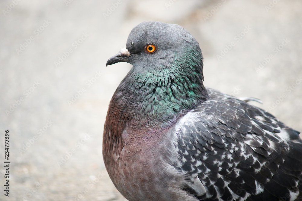 Feral pigeon, city dove, city pigeon, or street pigeon Feral pigeon, city dove, city pigeon, or street pigeon