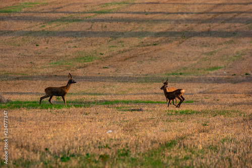 deer running in the cultivated field
