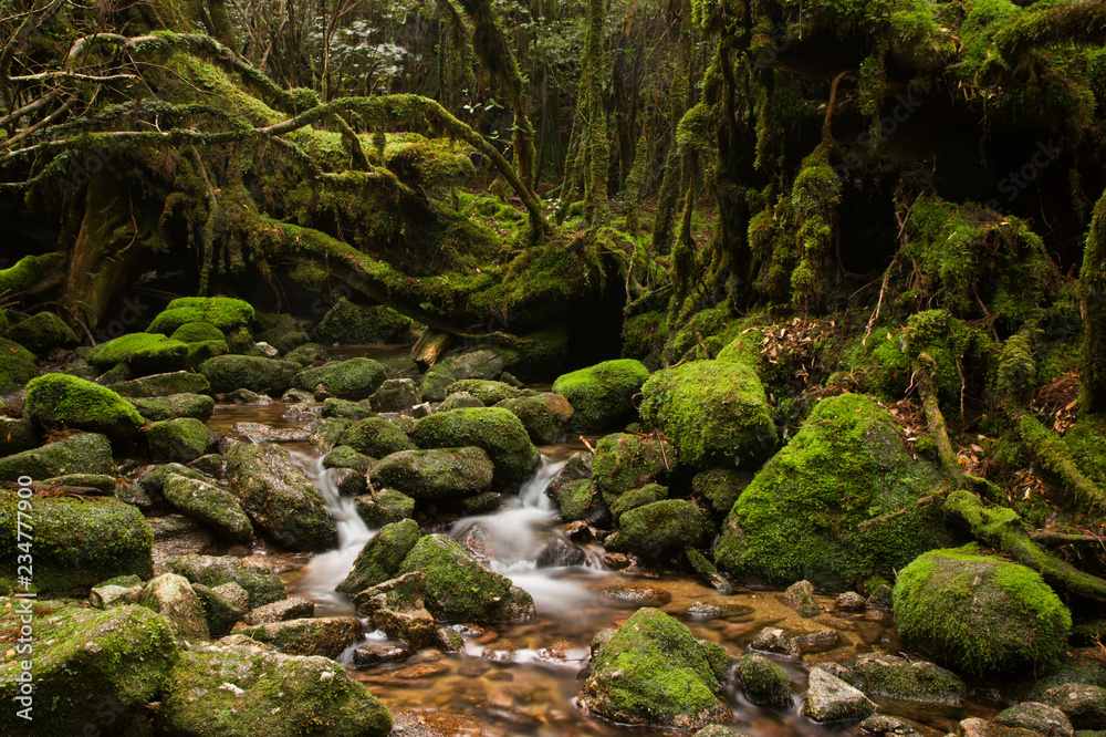 YAKUSHIMA 白谷雲水峡 YAKUSHIMA 白谷雲水峡