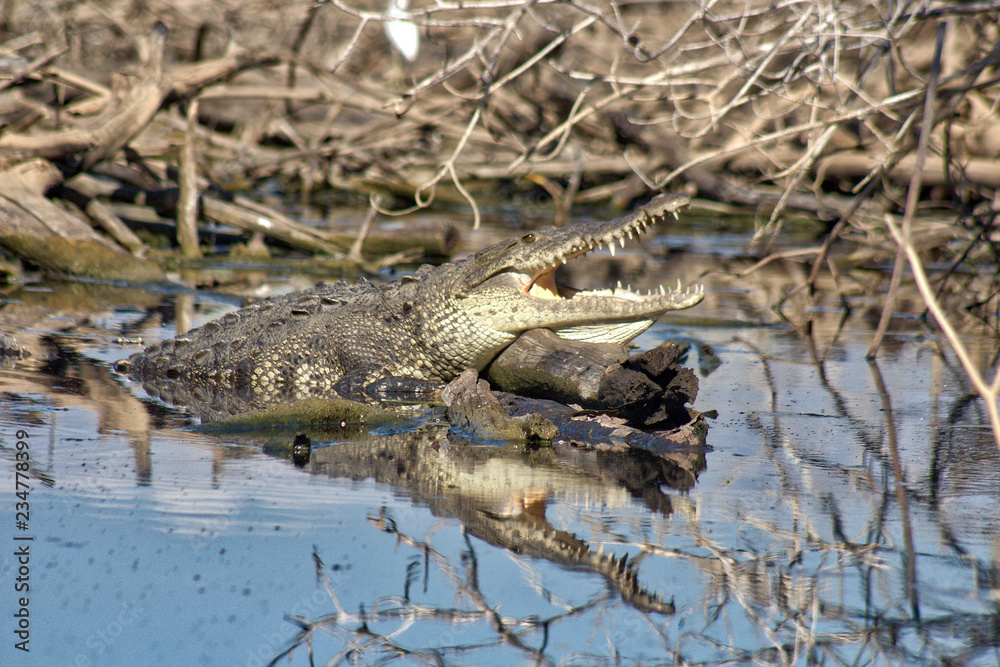 crocodile, lagoon of ventanilla oaxaca, México crocodile, lagoon of ventanilla oaxaca, México