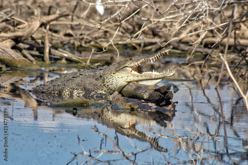 crocodile  lagoon of ventanilla oaxaca  M  xico