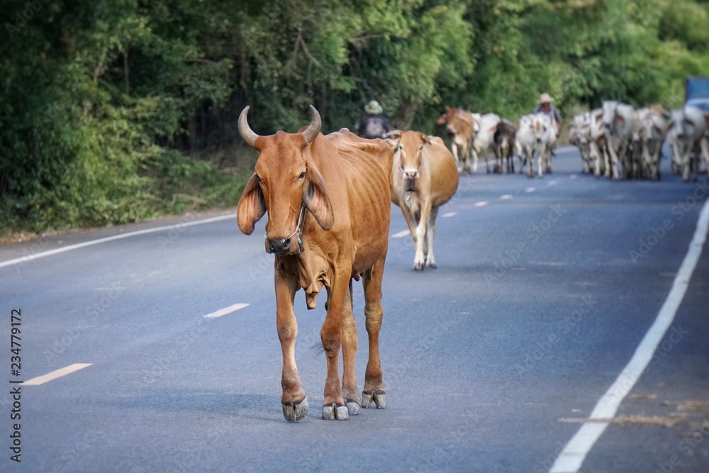The herd of cows is walking on rural streets. The herd of cows is walking on rural streets.