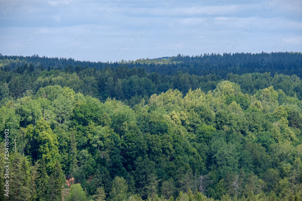 evergreen forest in misty day seen from above evergreen forest in misty day seen from above