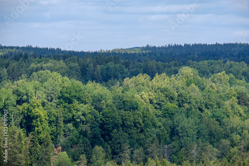 evergreen forest in misty day seen from above