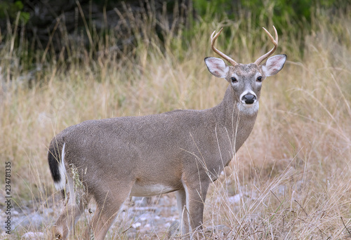 Young Texas Whitetail Buck © Roger Gray