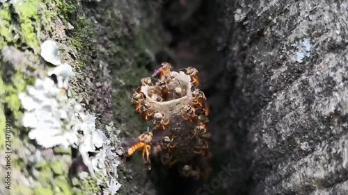 Super slow motion video of stingless bees in their wax tube nest, entering and leaving it. Tetragonisca angustula species. Yellow honeybee. photo