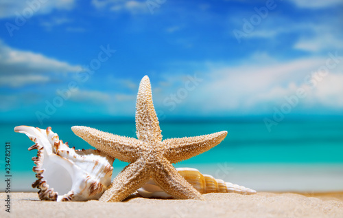 seashells by the sea. beach holiday. beautiful summer background