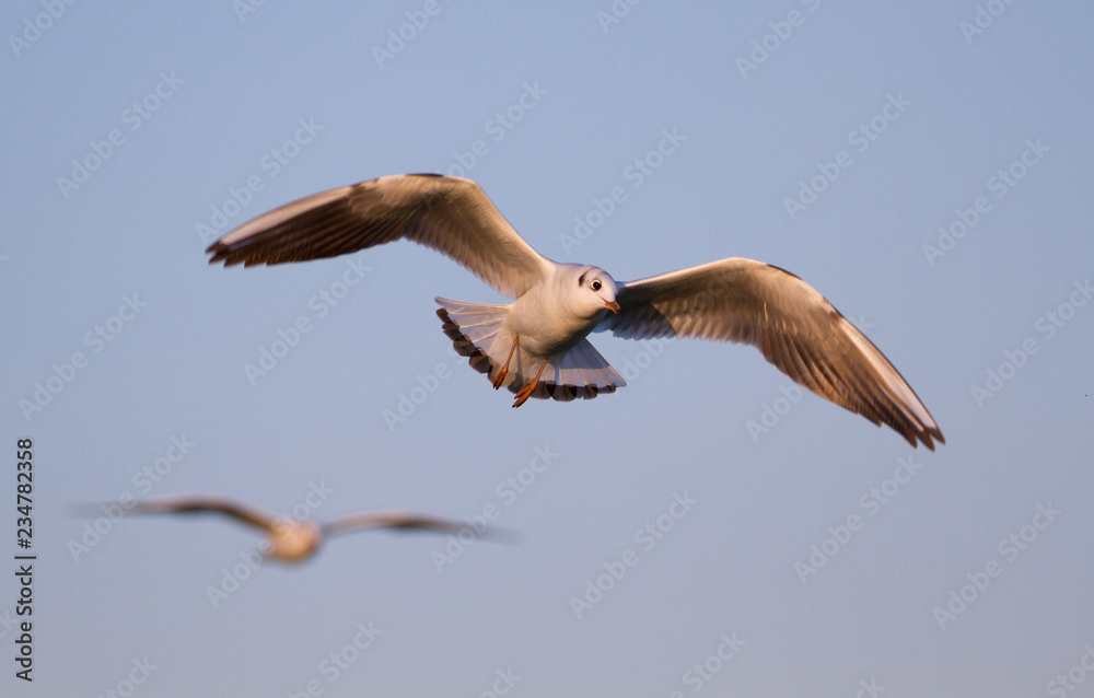 Obraz premium SEAGULL FLYING OVER IN THE BLUE SKY IN SUNNY WEATHER