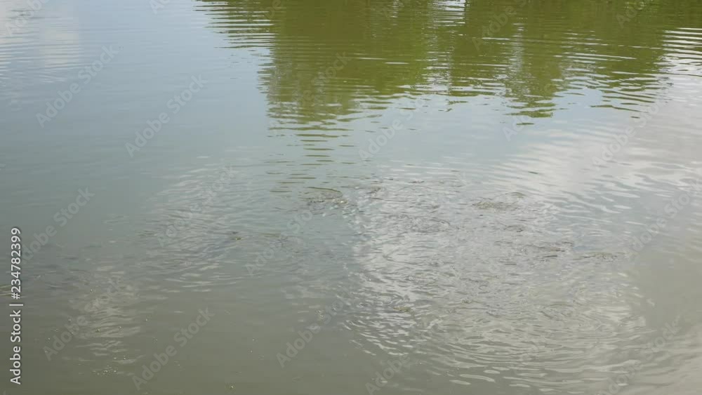 Group of Catfish swimming in nature pond open mouth for oxygen air breathe Group of Catfish swimming in nature pond open mouth for oxygen air breathe