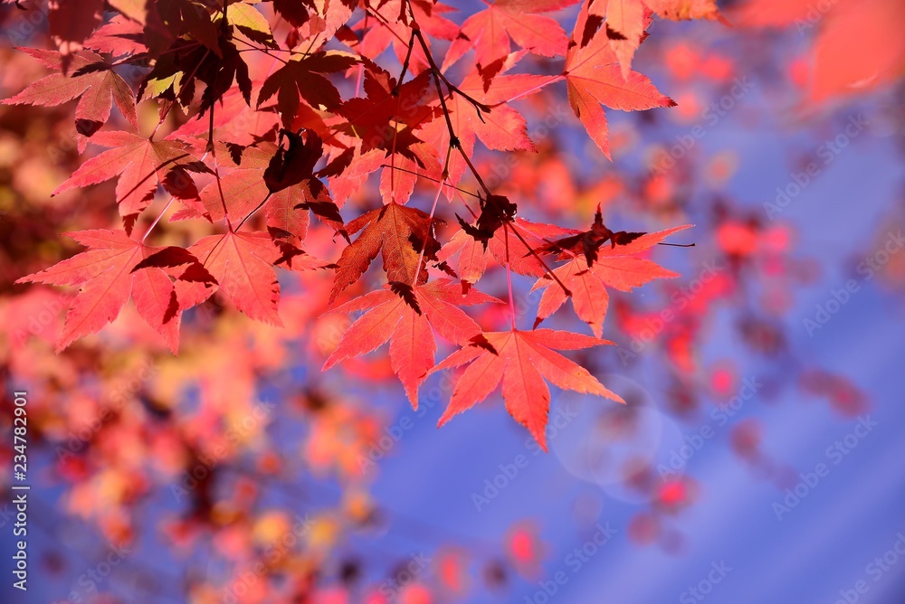 Maple Leaf is Autumn background with red & yellow leaves.(Fushoushan Farm in Taichung,Taiwan) Maple Leaf is Autumn background with red & yellow leaves.(Fushoushan Farm in Taichung,Taiwan)
