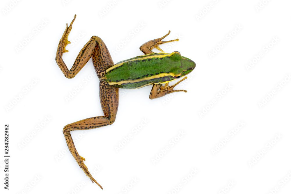 Naklejka premium Image of paddy field green frog or Green Paddy Frog (Rana erythraea) on a white background. Amphibian. Animal.