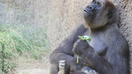 Slow motion clip of a gorilla eating lettuce and yawning or howling in slow motion