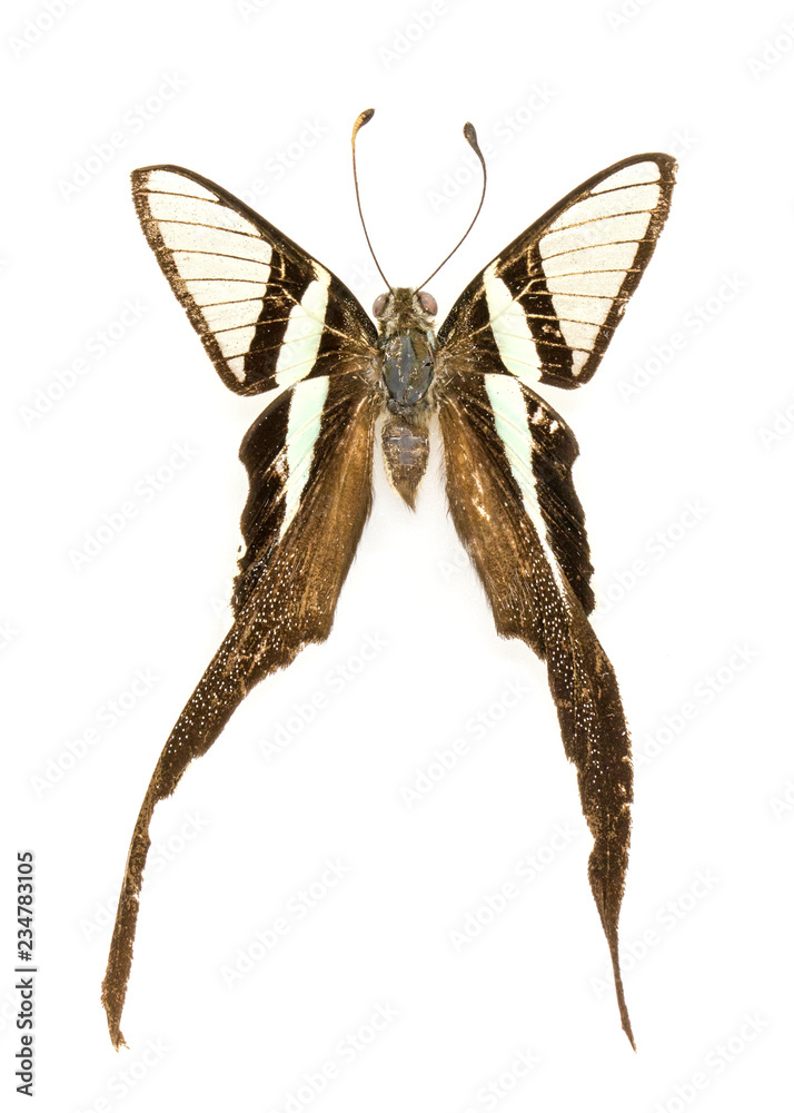 Fototapeta premium Image of Green Dragontail Butterfly (Lamproptera meges) on white background. Insect. Animal