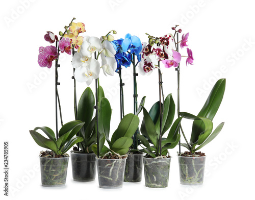 Fototapeta Naklejka Na Ścianę i Meble -  Beautiful tropical orchid flowers in pots on white background