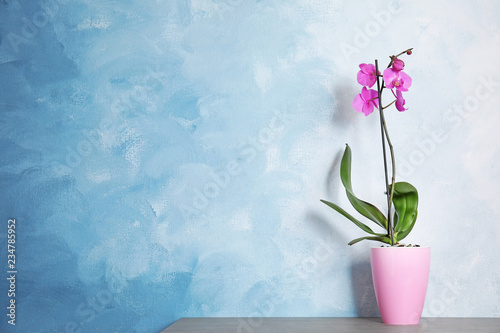 Fototapeta Naklejka Na Ścianę i Meble -  Beautiful tropical orchid flower in pot on table near color wall. Space for text