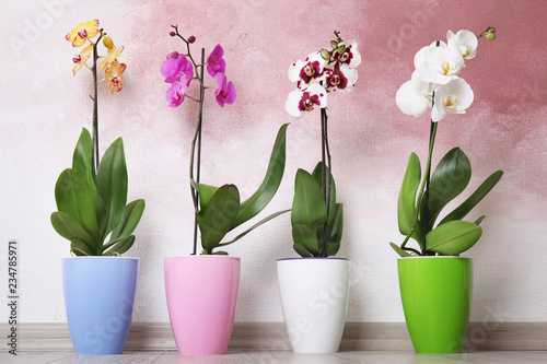 Obraz na płótnie Beautiful tropical orchid flowers in pots on floor near color wall
