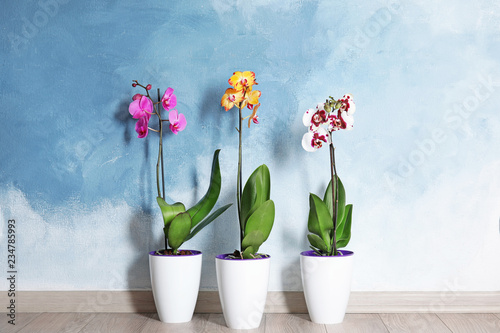 Fototapeta Naklejka Na Ścianę i Meble -  Beautiful tropical orchid flowers in pots on floor near color wall