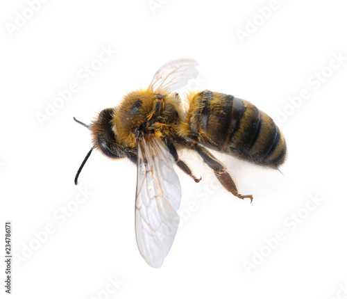 Beautiful honeybee on white background. Domesticated insect © New Africa