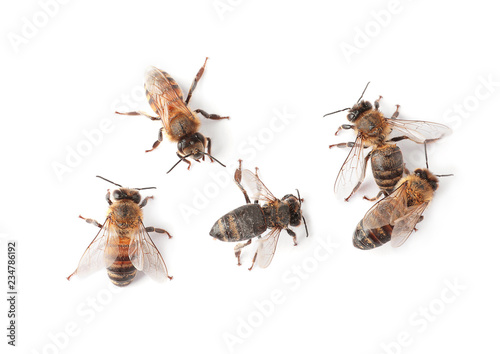 Beautiful honeybees on white background, top view. Domesticated insects © New Africa