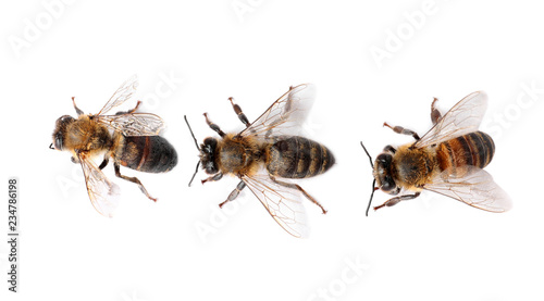 Beautiful honeybees on white background, top view. Domesticated insects