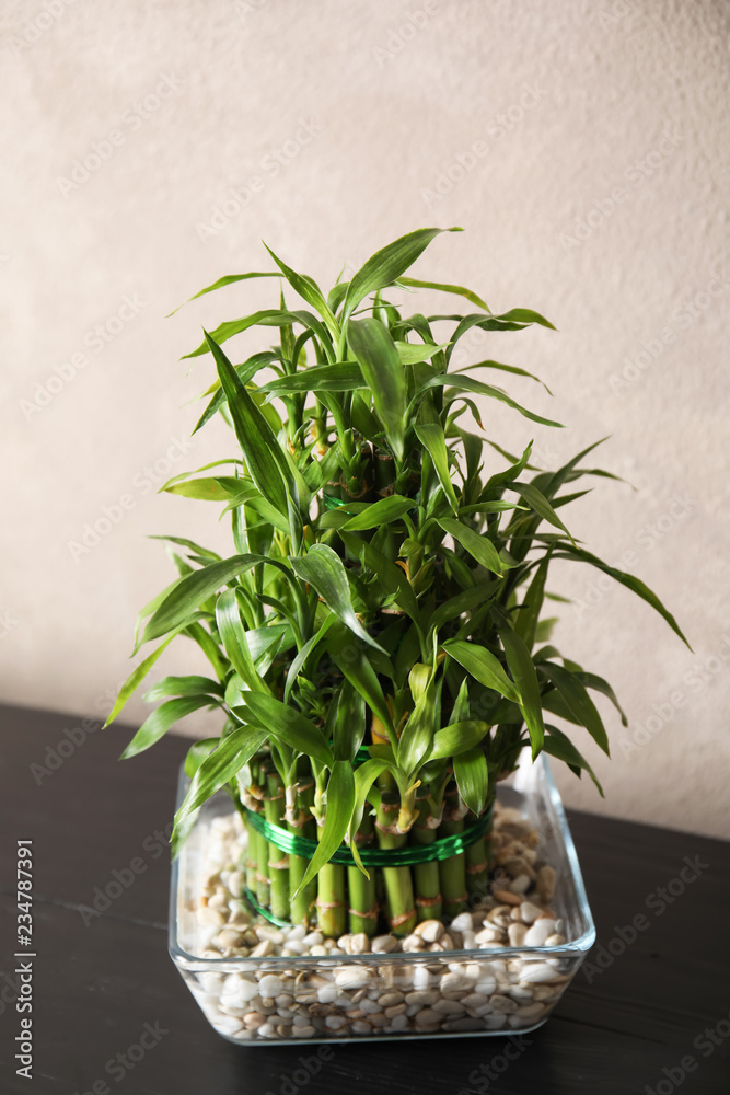 Obraz premium Green bamboo in glass bowl near color wall