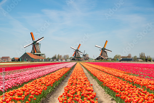 Landscape of Netherlands bouquet of tulips and windmills in the Netherlands. photo