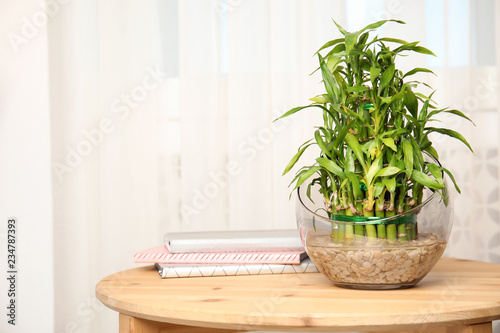 Green bamboo in glass bowl on wooden table. Space for text