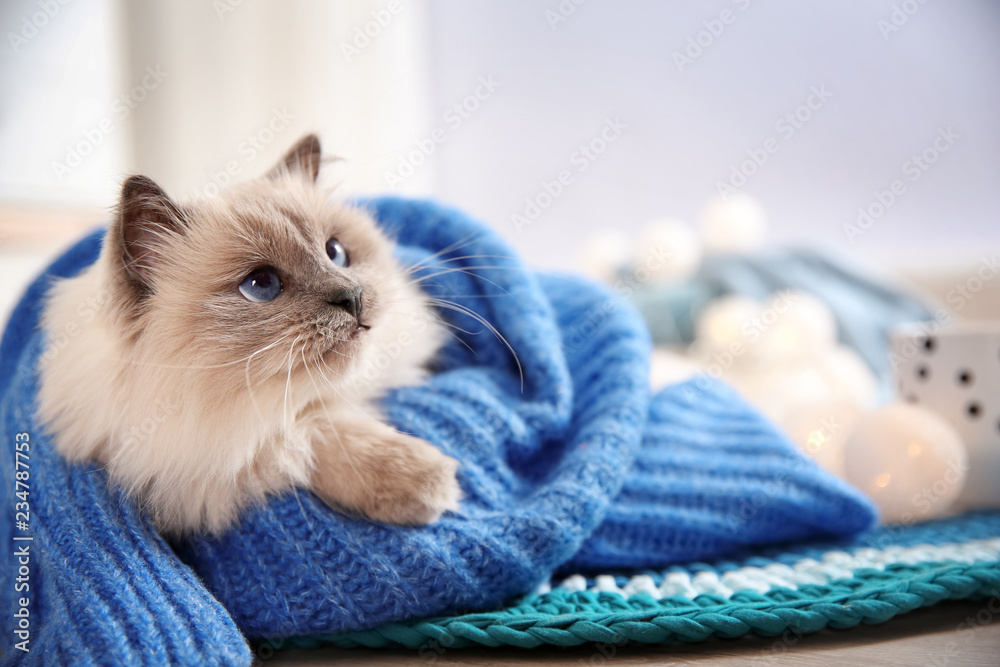 Cute cat wrapped in knitted sweater lying on floor at home. Warm and cozy winter - obrazy, fototapety, plakaty 