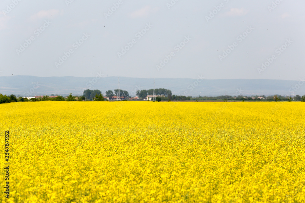 Blooming canola field. Rape on the field in summer. Bright Yellow rapeseed oil. Flowering rapeseed