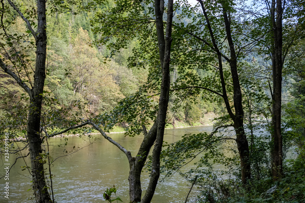 green water river behind the trees in summer green water river behind the trees in summer