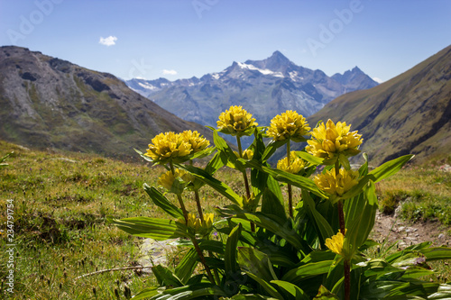 Alpine wild flower Genziana punctata (Spotted Gentian) with Grivola group as background. Photo taken from Grauson valley at an altitude of 2400 meters. Aosta valley, Italy photo