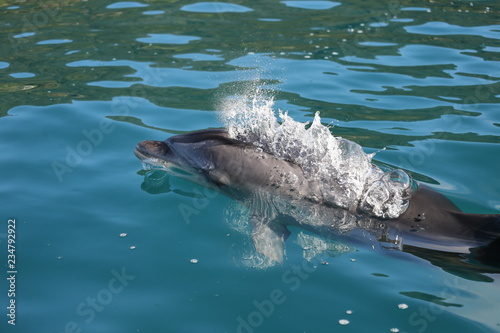 Baby Dolphin Coming up for air