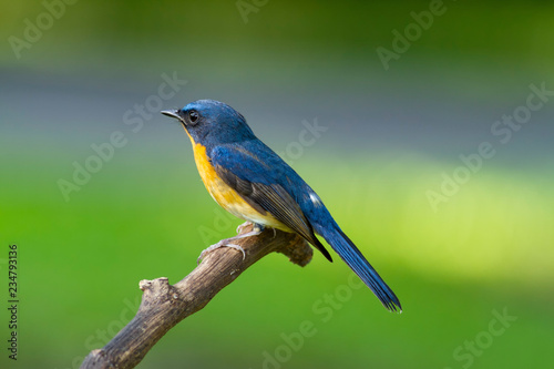 Hill blue flycatcher The hill blue flycatcher is a species of bird in the family Muscicapidae. It is found in southern China and Southeast Asia © Supaluk