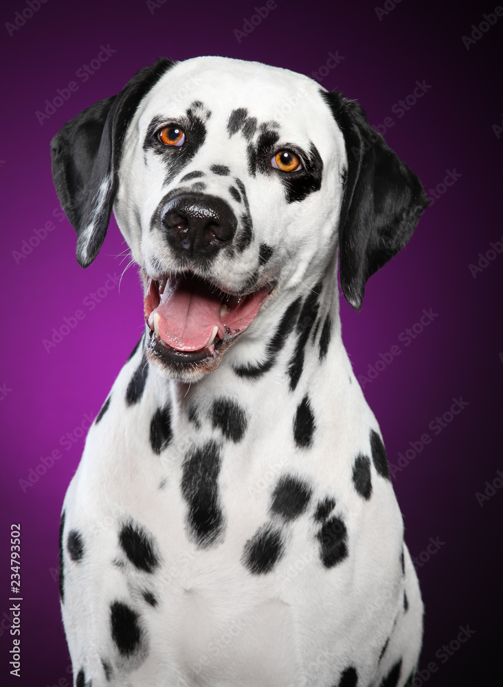 Portrait of Dalmatian dog on purple background