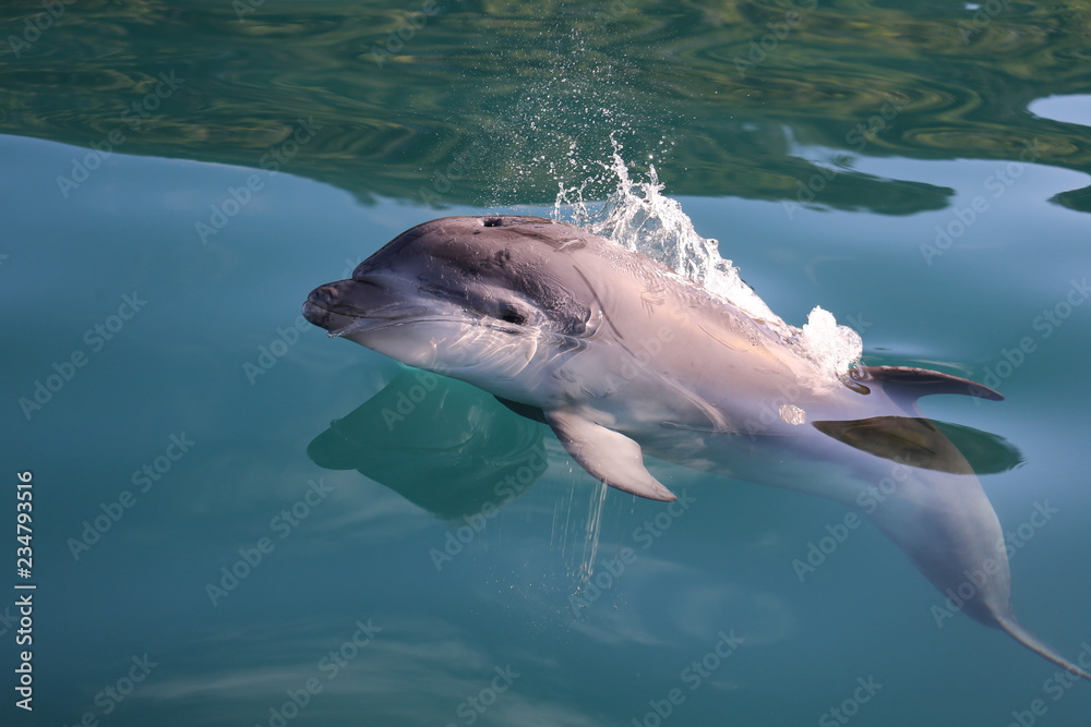 Fototapeta premium Baby Dolphin jumping 2