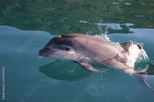 Baby Dolphin breaking the surface
