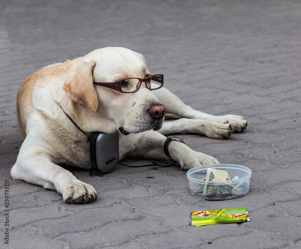 How Do I Know If My Dog Needs Glasses