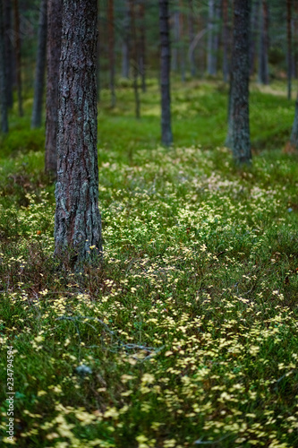dark foliage on the forest floor in autumn