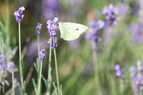 White butterfly closeup © Aleksandar
