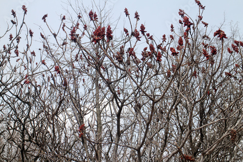 Red buds  photo