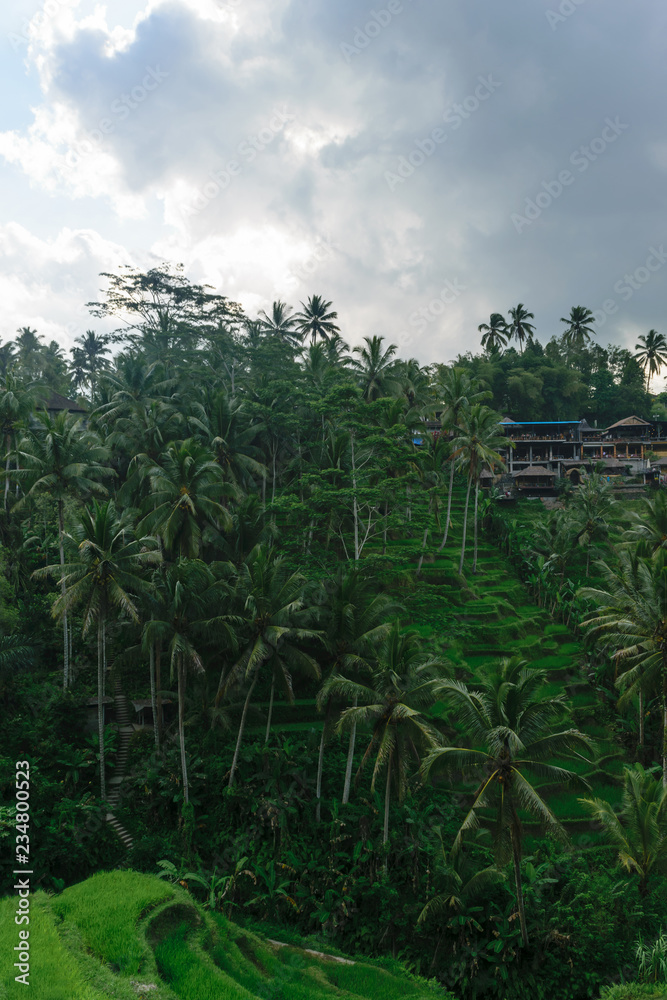 Tegalalang rice terraces in Ubud, Bali island during cloudy day Tegalalang rice terraces in Ubud, Bali island during cloudy day
