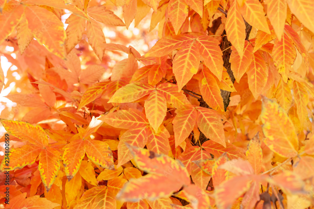 autumn yellow leaves textured background sunny light autumn yellow leaves textured background sunny light