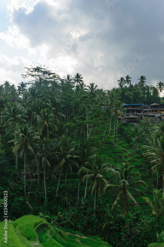 Tegalalang rice terraces in Ubud, Bali island during cloudy day