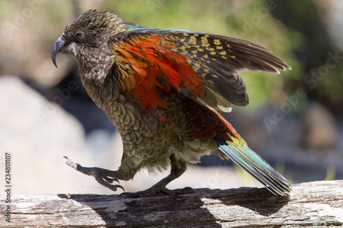New Zealand Kea walking