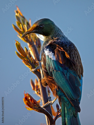 New Zealand Tui at last light